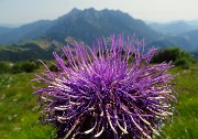 63 Fiore di Rhaponticum scariosum (Fiordaliso rapontico) con vista in Alben